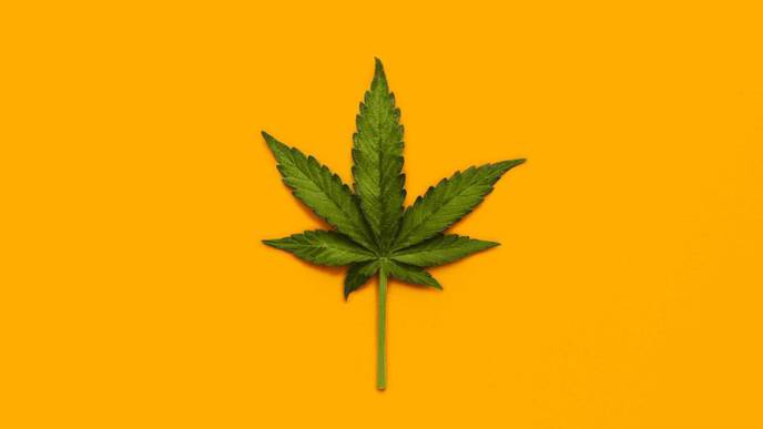 MS Patients Turn to Marijuana & Other Treatment Alternatives