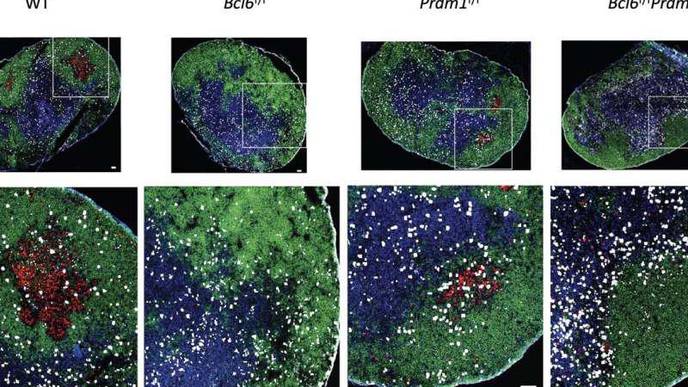 LJI Scientists Investigate a Powerful Protein Behind Antibody Development