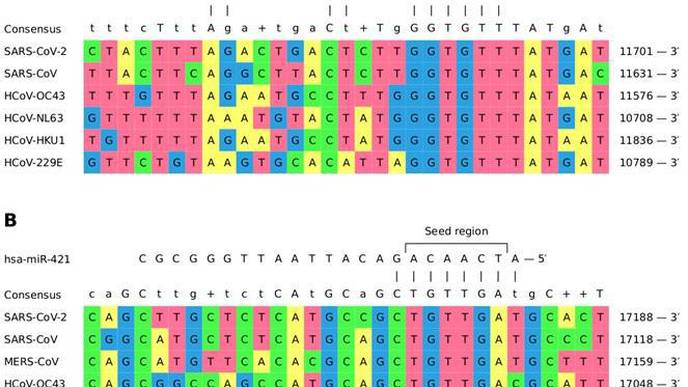 Smart Virus: Are MicroRNA Molecules Capable of Repressing the Replication of Human Coronaviruses?