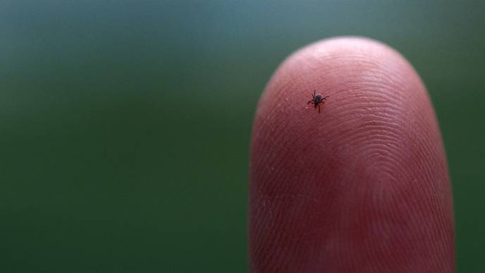Lyme Cases Could Skyrocket This Tick Season