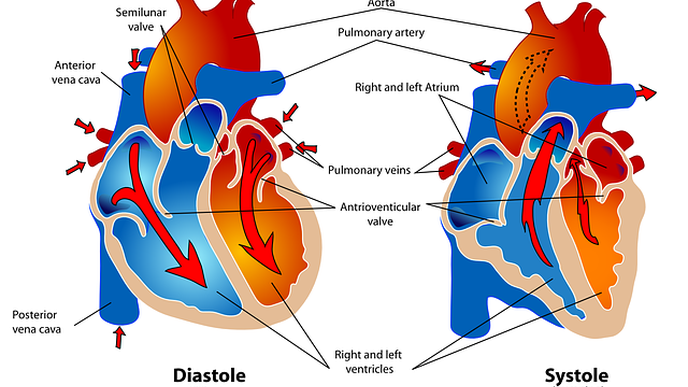 Dilated Blood Vessels in the Lung May Explain Low Oxygen Levels in Severe Cases of COVID-19