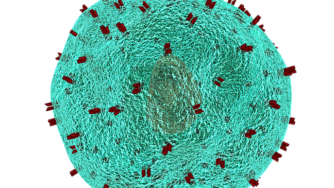 Immune Modulation Can Cure Severe & Often Fatal Fungal Infection in Children