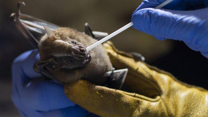 Scientists Focus on Bats for Clues to Prevent Next Pandemic