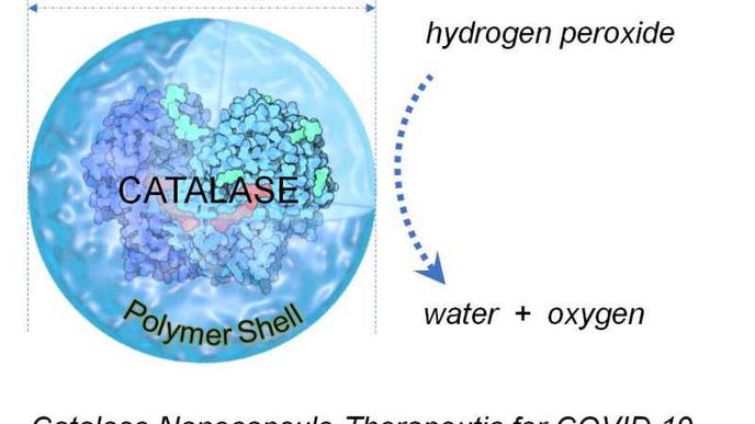 Common Antioxidant Enzyme May Provide Potential Treatment for COVID-19