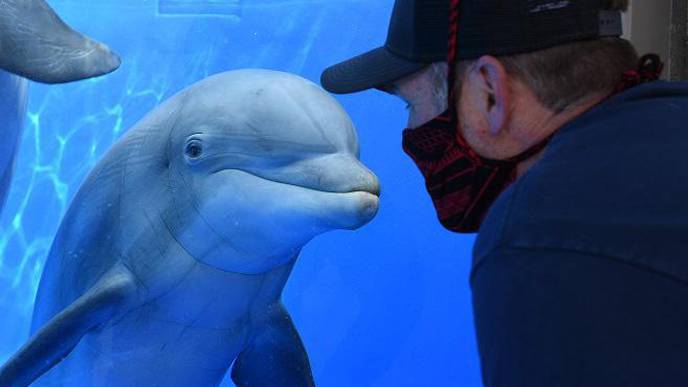 Marine Mammals' Adaptations to Low Oxygen Offer New Perspective on COVID-19