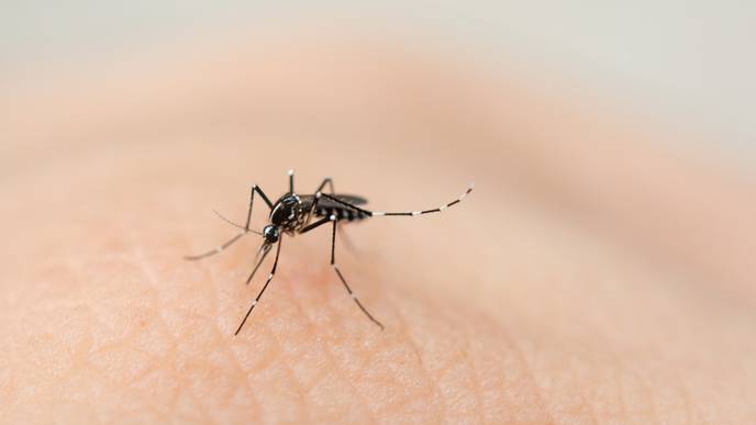 When Mosquito &Tick Season Meets Coronavirus