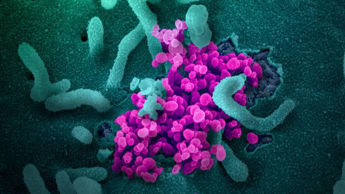 'Survivor Serum' Could Boost Immunity of Newly Infected Patients & Those At Risk of Contracting COVID-19