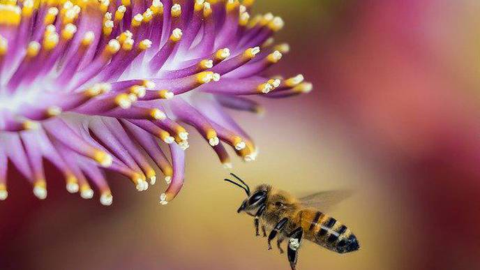 Honeybee Venom Kills Aggressive Breast Cancer Cells