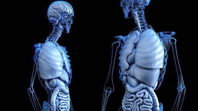 New Approach to Understanding Bone Strength Pays Dividends for Osteoporosis