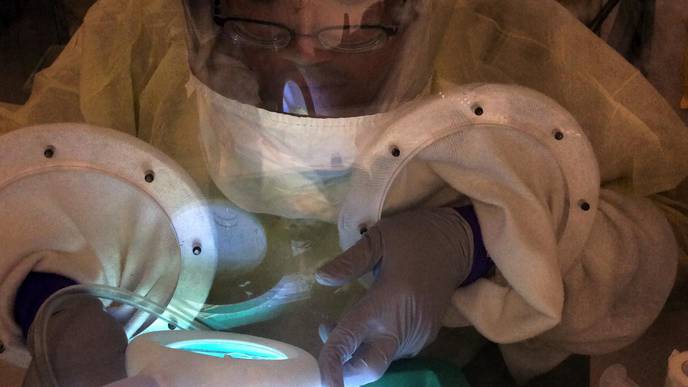 K-State Research Team First to Prove COVID-19 Not Transmittable Through Mosquitoes