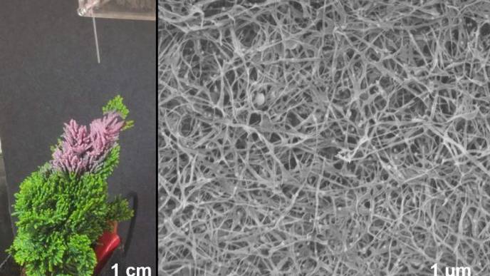 Plant-Based Spray Could Be Used in N95 Masks & Energy Devices