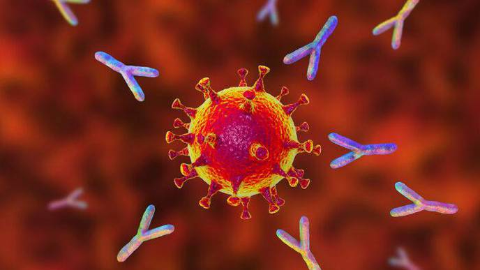 Antibody-Based COVID-19 Treatments Work Best in Concert with Immune Cells