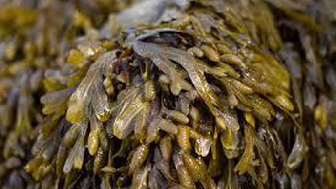 Marine Algae from the Kiel Fjord Discovered as a Remedy Against Infections & Skin Cancer