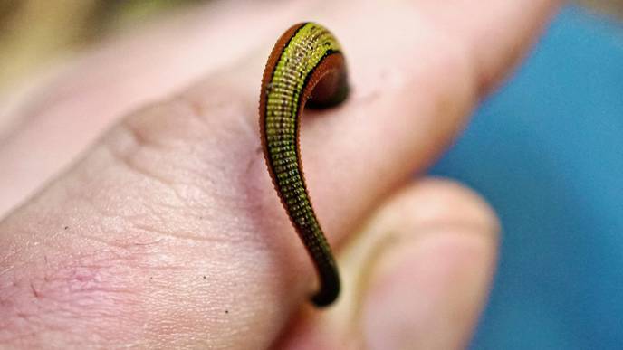 DNA Sequencing from Water & Leech Bloodmeals Reveal Viruses Circulating in the Wild