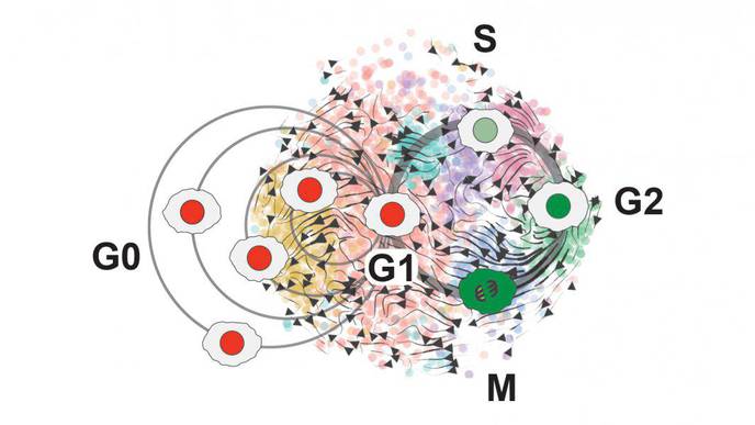 Sleeper Cells: Newly Discovered Stem Cell Resting Phase Could Put Brain Tumors to Sleep