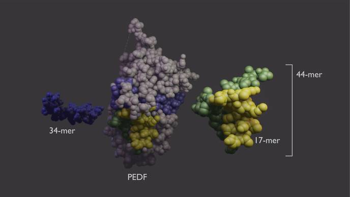 Scientists Unravel the Function of a Sight-Saving Growth Factor