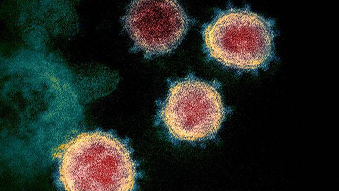 Dozens of Mammals Could Be Susceptible to SARS-CoV-2