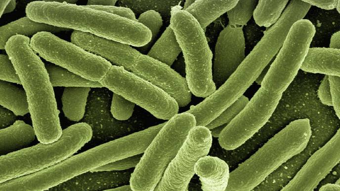 Archaeology Uncovers Infectious Disease Spread 4000 Years ago