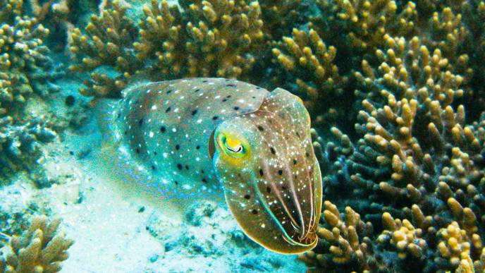 Insights from Color-Blind Octopus Help Fight Human Sight Loss