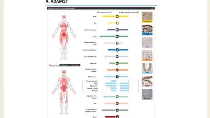 Men's Blood Contains Greater Concentrations of Enzyme That Helps COVID-19 Infect Cells