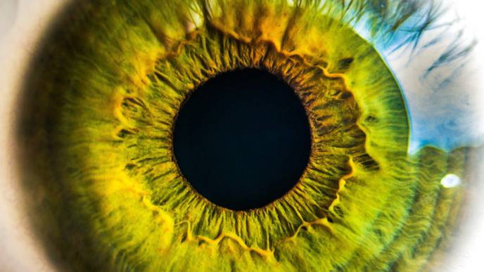Roughness of Retinal Layers, a New Alzheimer's Biomarker