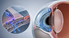 Cross section of eye trabecular meshwork showing glaucoma related aqueous outflow and intraocular pressure regulation