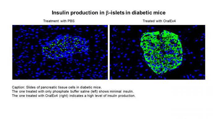 Fatty Acid in Triglycerides Proves an Effective Platform for Biological Drug Delivery